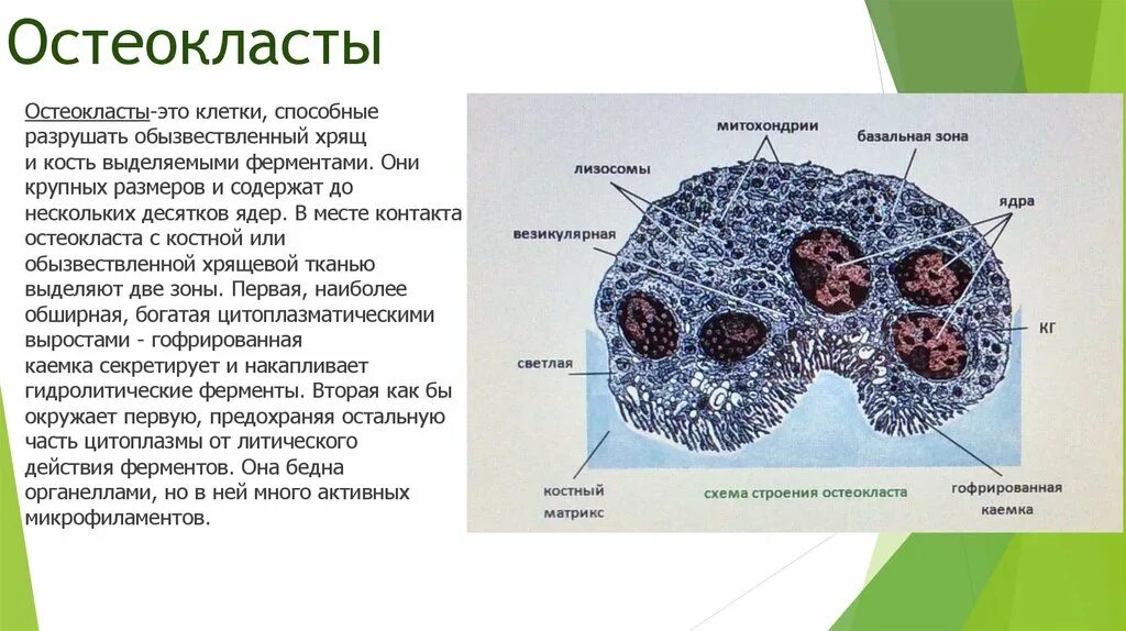 Вещества разрушающие клетку. Остеокласт строение гистология. Остеокласты костной ткани. Клетки костной ткани остеокласты. Остеобласты остеокласты остеоциты функции.