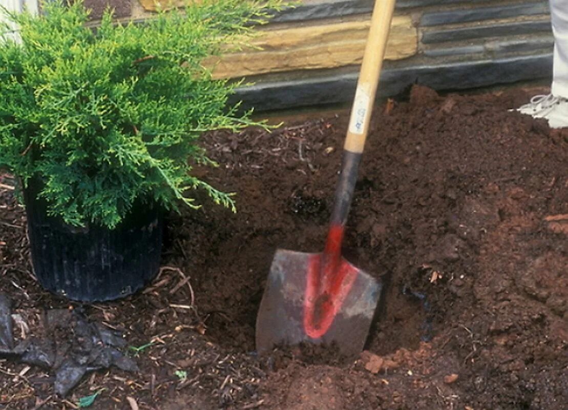 Туи ранней весной. Туя желтеет. Туя сибирская. Туи ранней весной. Посадка туи весной.