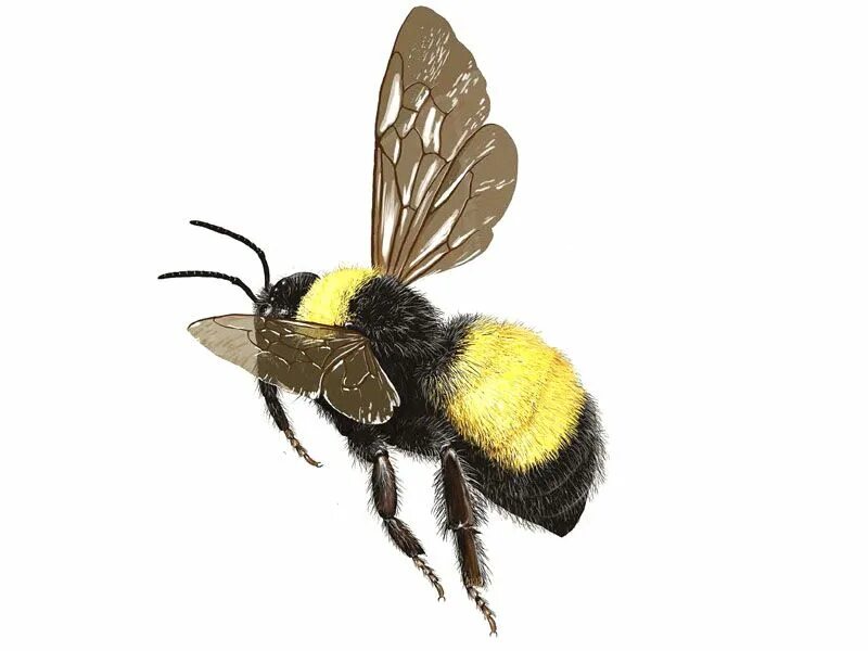 Gold bees