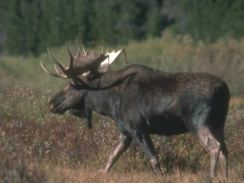 Лось это крупное растительноядное млекопитающее. Лось. Животные Вологодской области. Животные нашего края. Травоядные Дикие животные.