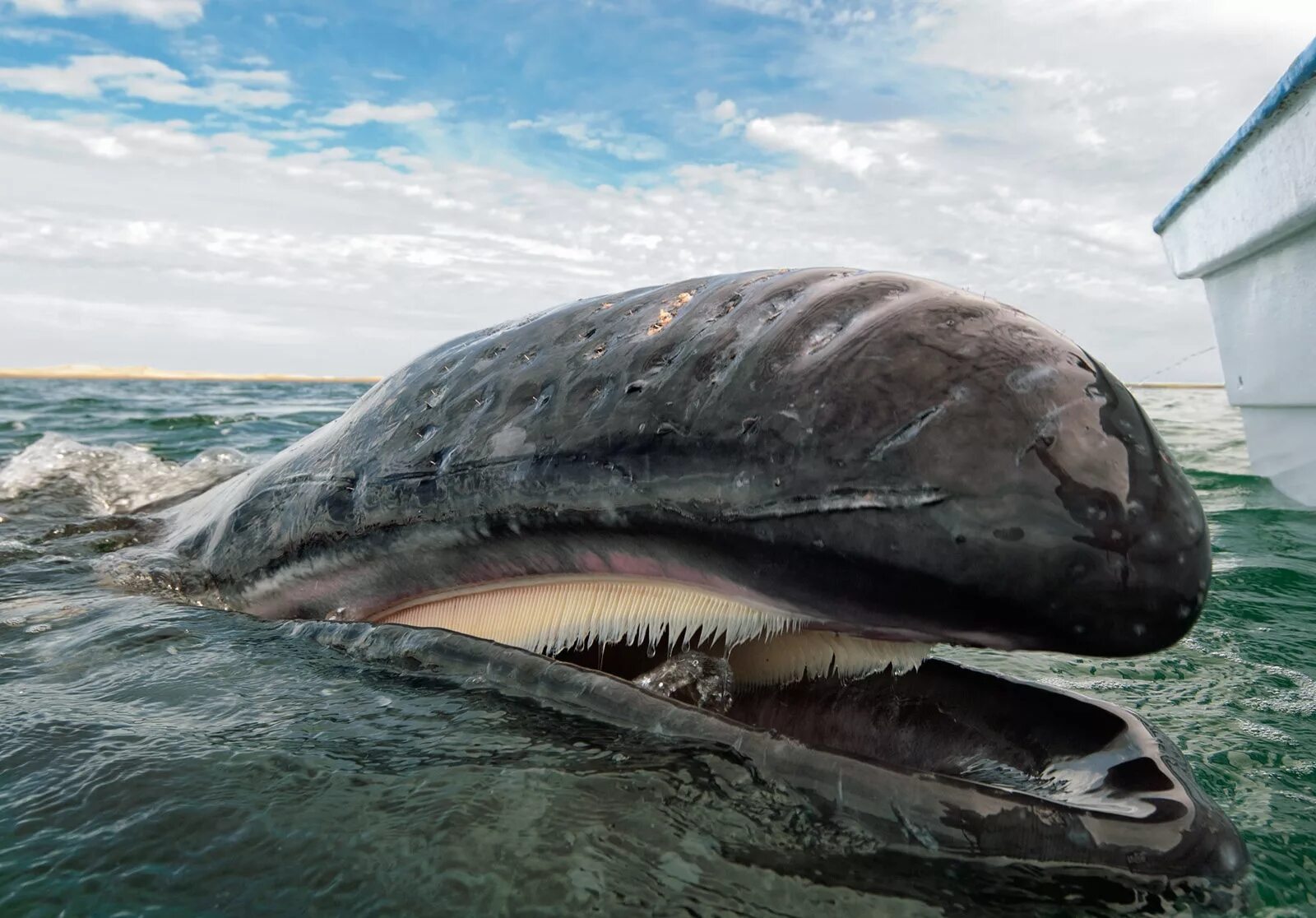 Кит самое большое млекопитающее. Гренландский кит. Китовый ус синего кита. Гренландский кит и Кашалот. Гренландский кит и серый кит.
