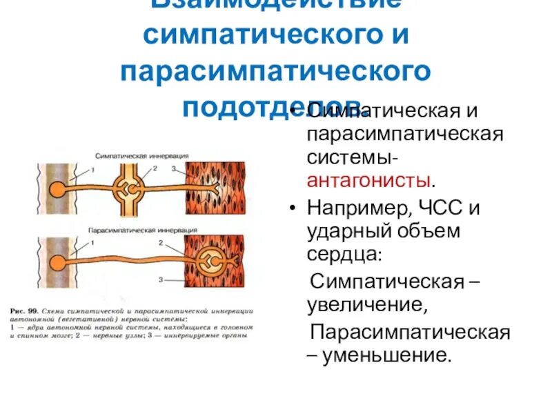 Симпатический подотдел автономного отдела нервной системы. Симпатическая и парасимпатическая НС разница. Взаимодействие симпатического и парасимпатического подотделов. Взаимосвязь симпатической и парасимпатической нервной системы. Симпатическая и парасимпатическая нервная система отличия.