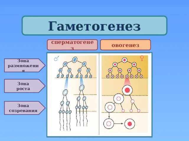 Гаметогенез образовака. Зона роста овогенеза. Гаметогенез периоды гаметогенеза. Зона формирования гаметогенез.