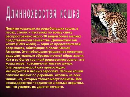 Семейство кошачьих книга