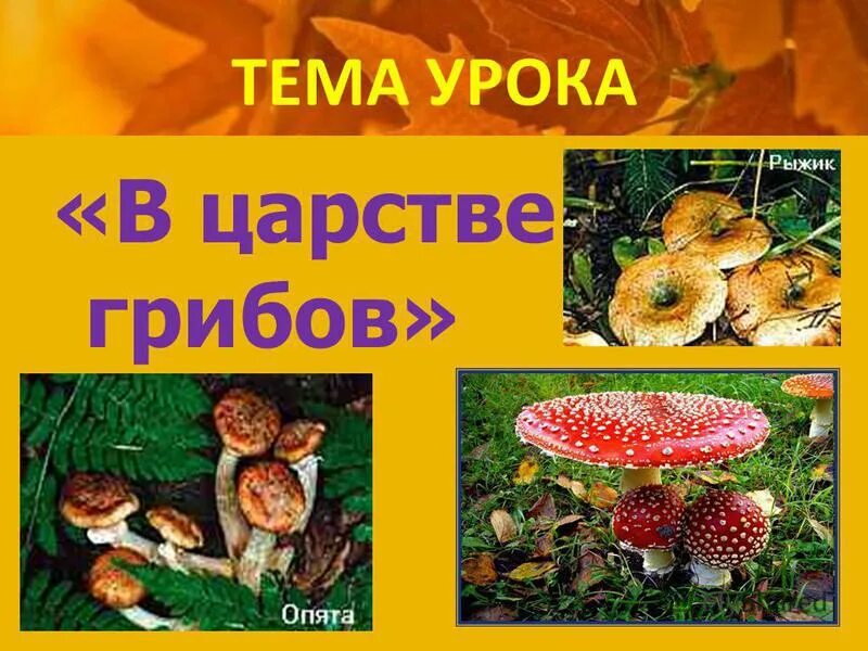 Съедобные грибы 3 класс окружающий