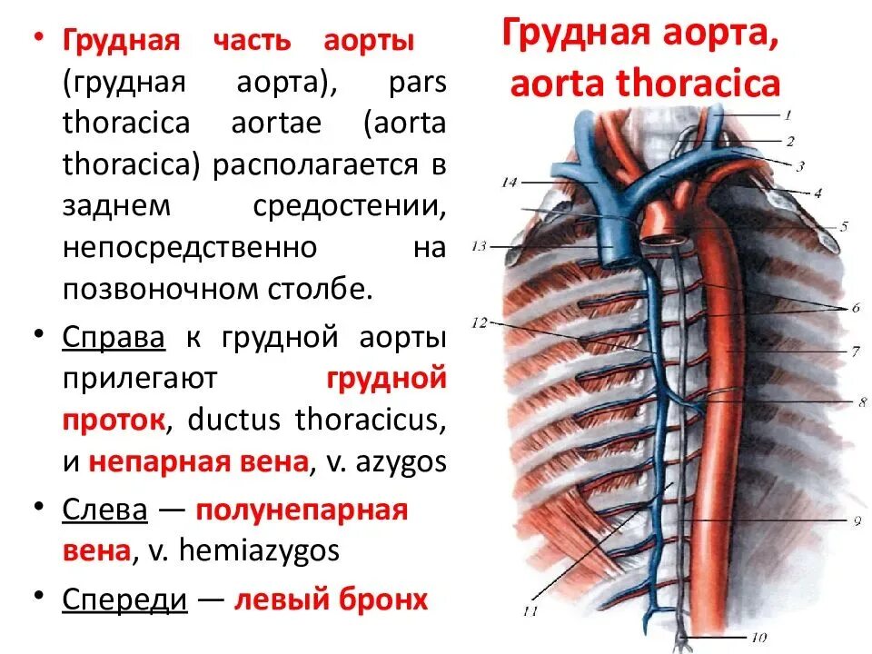 Сосуды нисходящей аорты. Топографическая анатомия грудной аорты. аорта топография анатомия. топография грудного отдела аорты. грудная аорта: топография, ветви, области кровоснабжения..