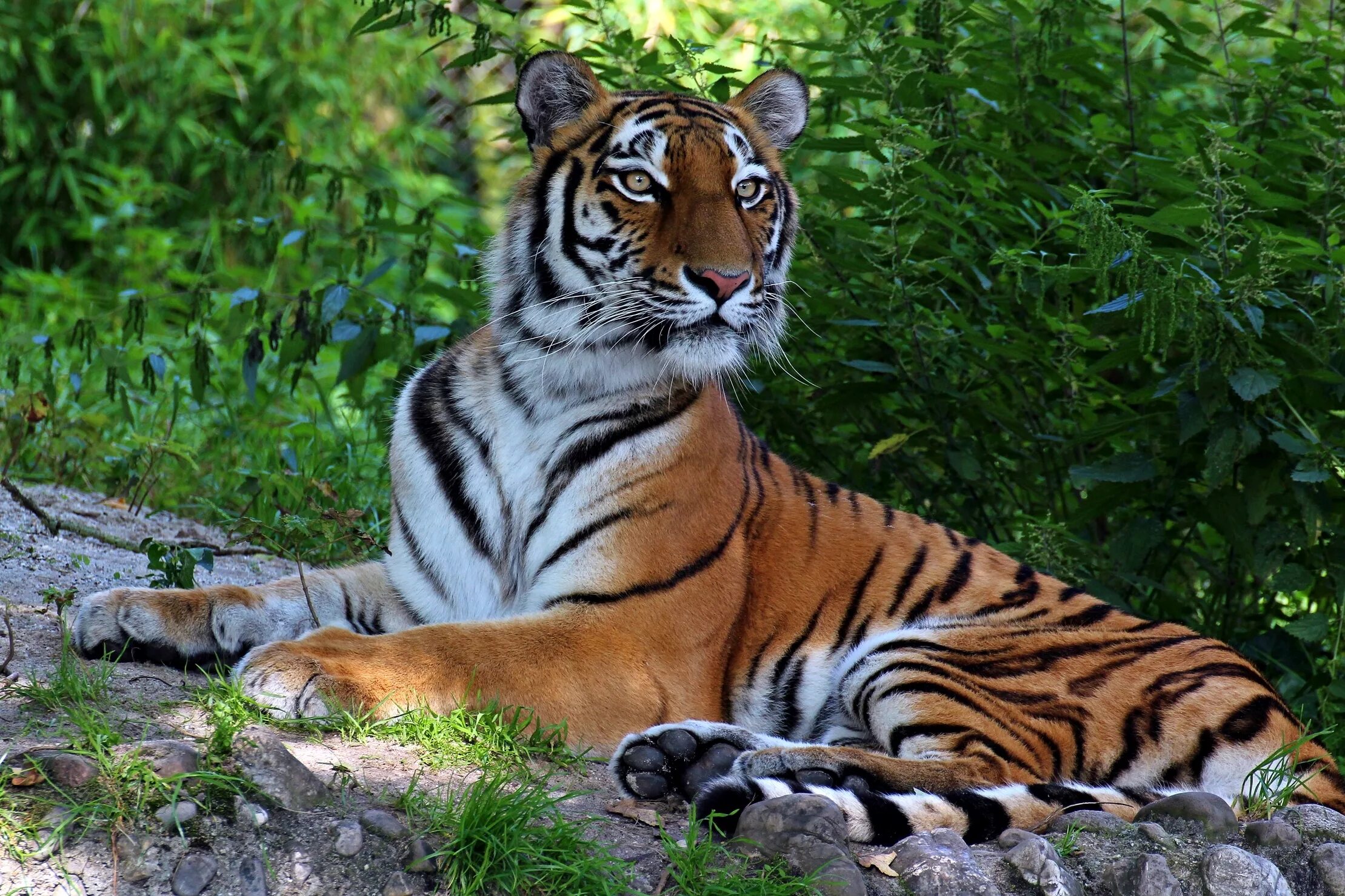 Хорош тайгер. Амурский (Уссурийский) тигр. Красивый тигр. Самые красивые тигры. Очень красивый тигр.