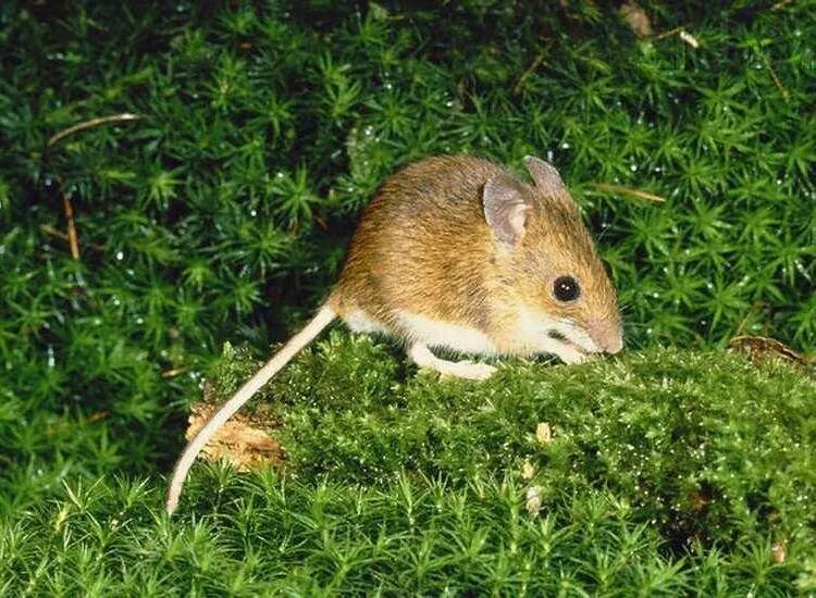 Мышь рост. Лесная мышовка Sicista betulina. Степная мышовка. Мышь Лесная полевка. Полевая мышь мышовка.