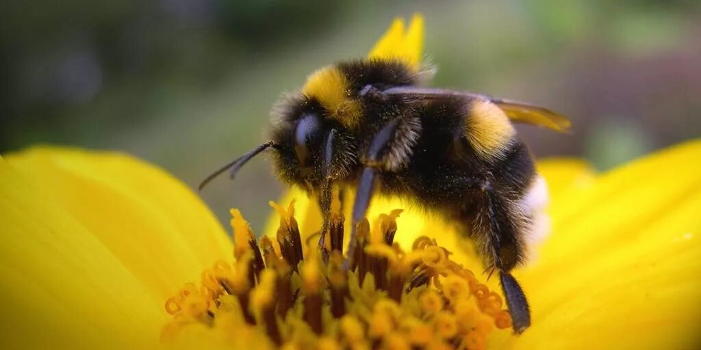 Bombus glacialis. Шмелиный мед. Шмель. Пчела фото.