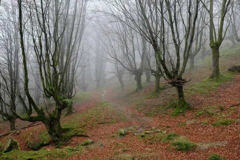 Буковый лес в крыму
