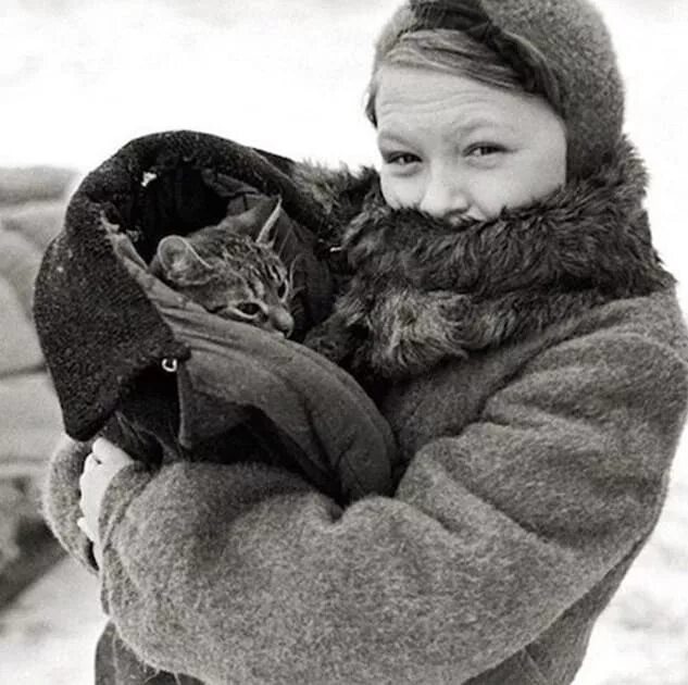 Блокадные кошки. Кот в блокадном Ленинграде. Блокада Ленинграда коты. Кот Васька в блокадном Ленинграде. Любовь и голод