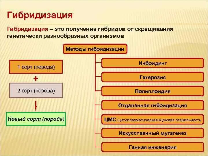 Гибридизация. Типы гибридизации биология. Методы гибридизации. Гибридизация метод в биологии.