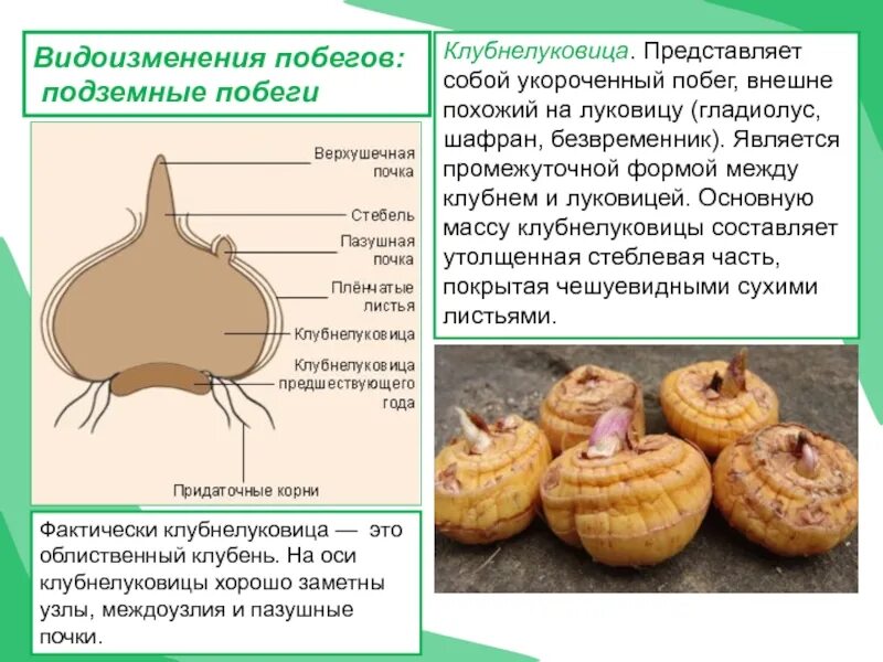 Какие функции выполняет клубень и луковица. Видоизменения побегов клубнелуковица. клубнелуковица строение побег. метаморфозы побега клубнелуковица. видоизмененные подземные побеги клубень.