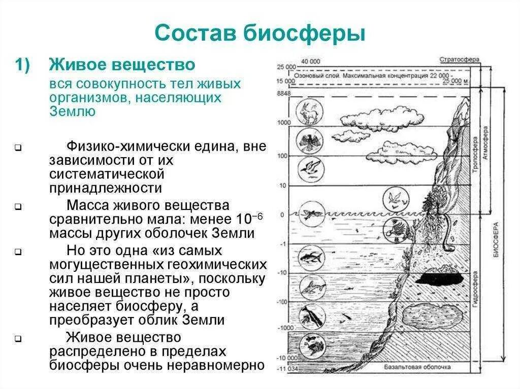 Вещества образующие биосферу