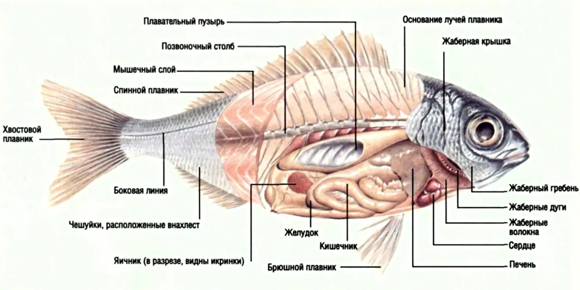 Внутреннее строение сельдеобразных. Треска внутренне строение. Внутреннее строение костной рыбы. Анатомия строение тела золотой рыбки. Внутреннее строение карася