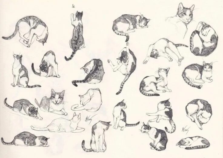 Cat Drawing Reference and Sketches for Artists Cat sketch, Cat drawing, Sketches