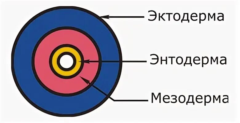 Эндодерма мезодерма. Эктодерма. энтодерма и мезодерма. эктодерма мезодерма. эктодерма энтодерма мезодерма.