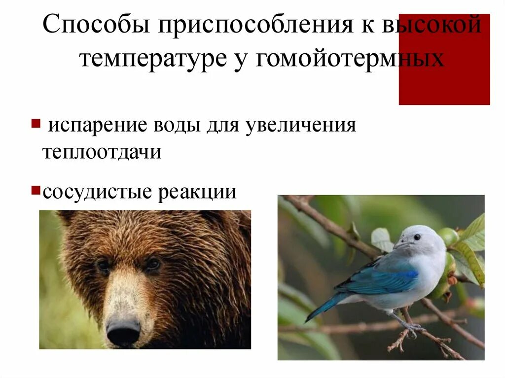 Адаптации животных к высоким температурам. Приспособление к высоким температурам. Температурные приспособления животных. Приспособления животных к низким температурам. Какие приспособления к изменениям температуры окружающей среды