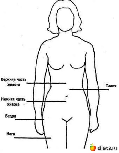 Женские части тела. Верхняя часть тела человека. Верхняя часть туловища человека. Где находится бедро.