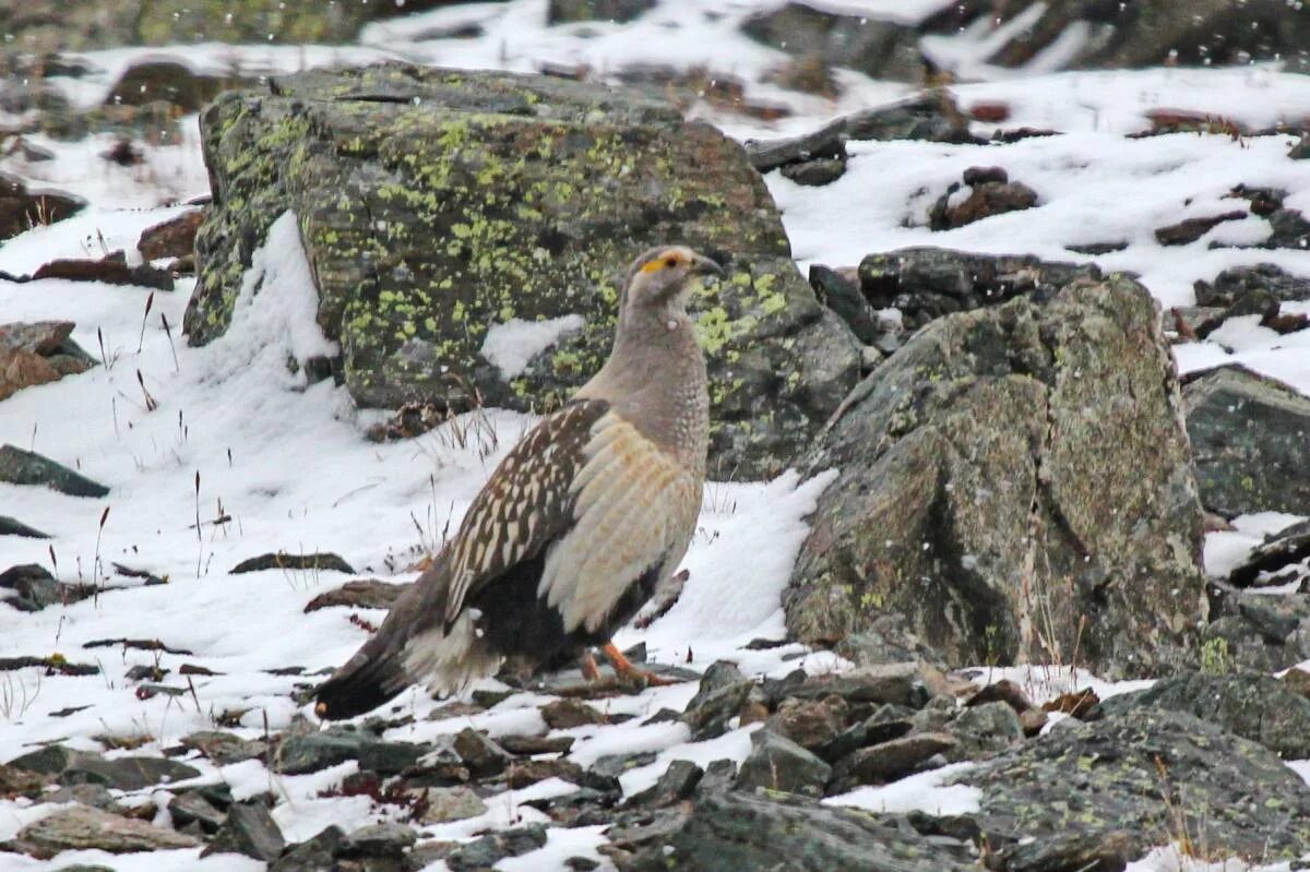 Алтайский улар Tetraogallus altaicus. Гималайский улар. Горная индейка улар. Кавказский улар. Горная индейка 4