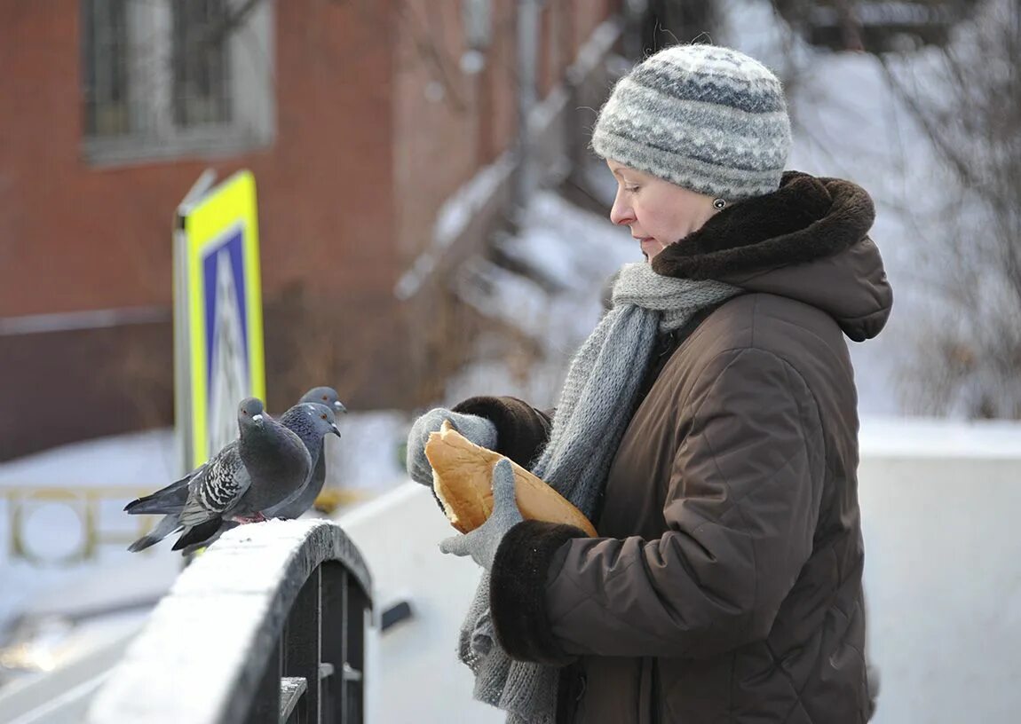 Человек кормит птиц. Птицы на улице. Городские птицы зимой. Птицы в городе.