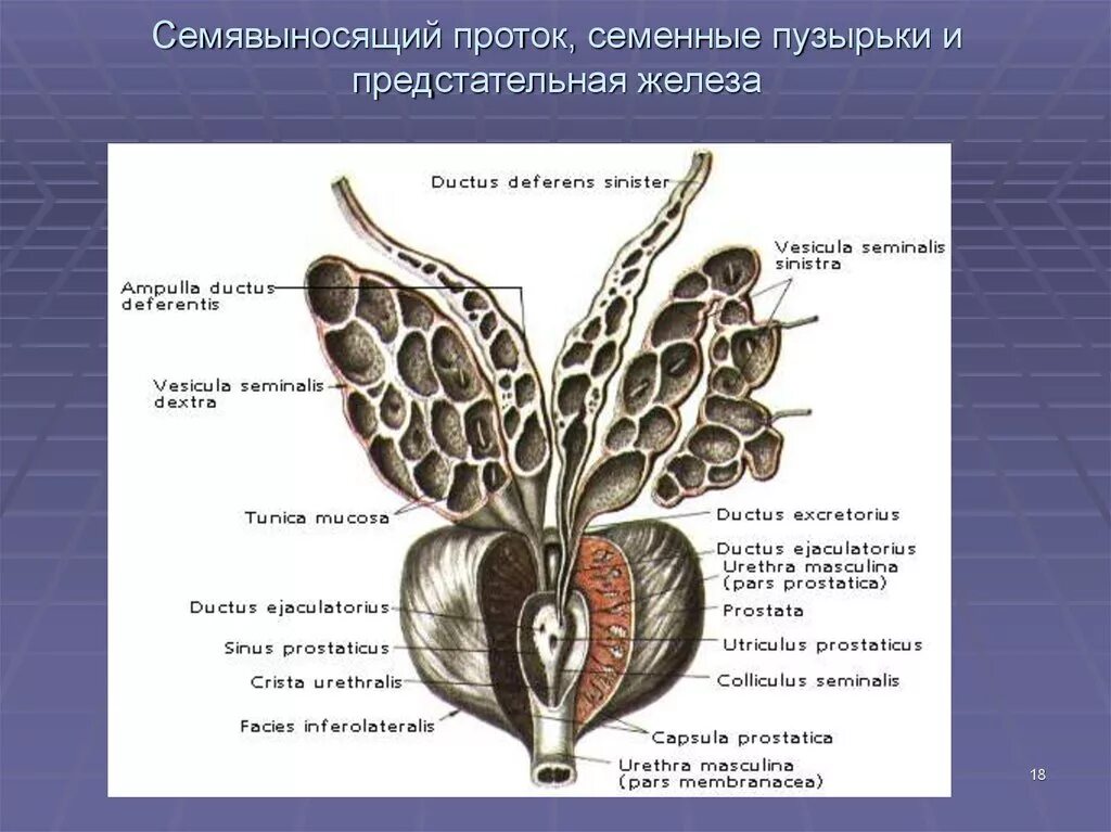 Простата яиц. Семенные пузырьки анатомия строение. Предстательная железа и семенные пузырьки анатомия. Семявыносящий проток анатомия строение. Строение семенных протоков.