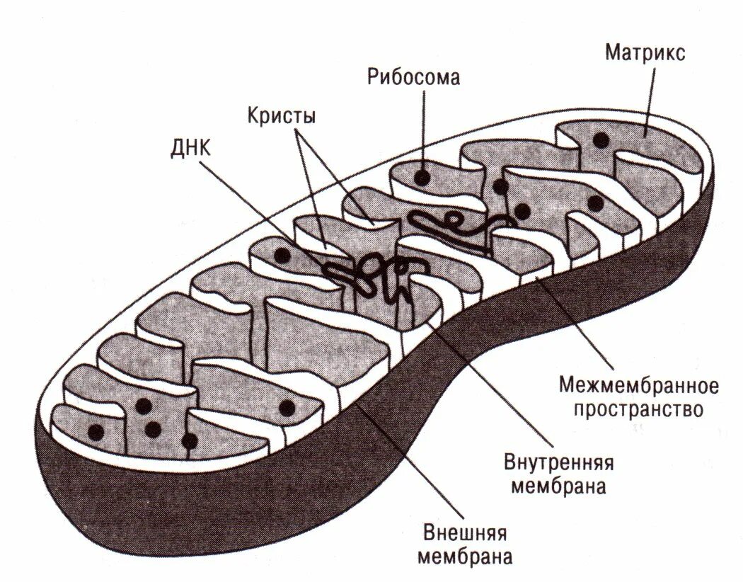 Строение митохондрии рисунок