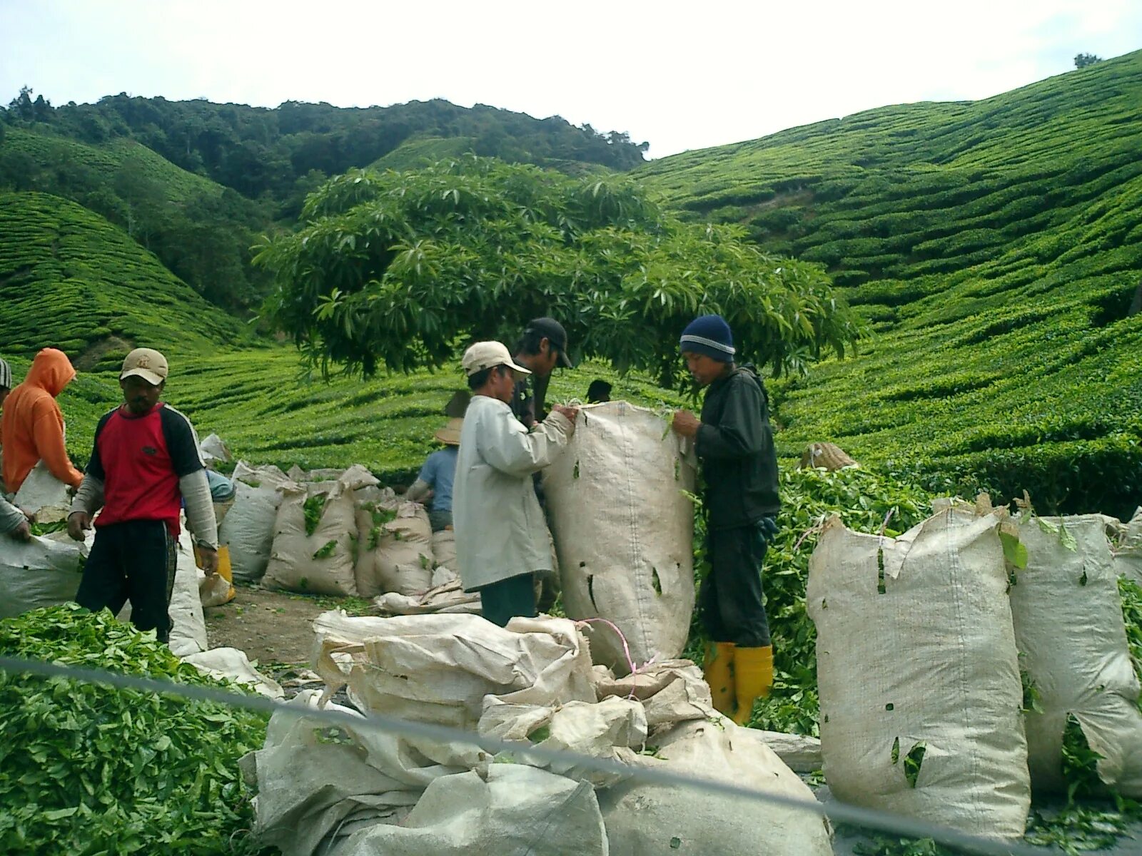 В россии растет чай. Выращивание чая. Плантации произрастания чая. Чай в Азербайджане растет. Выращивание чая в Азербайджане.