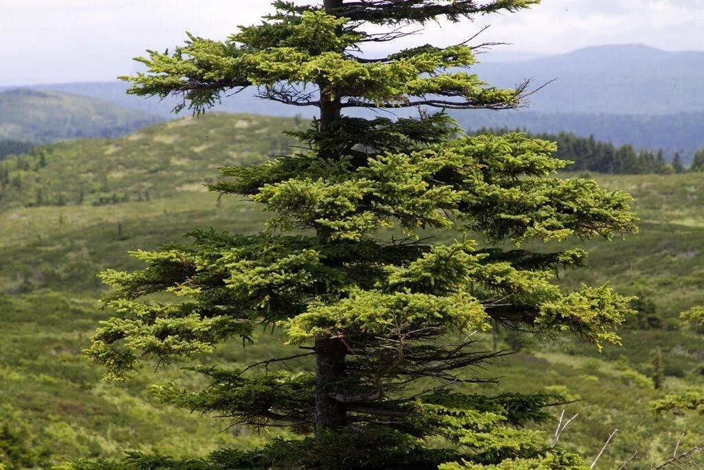 Хвойные урала. Ель Глена (Picea glehnii). Ель Глена Сахалинская. Ель Аянская Сахалин. Аянская ель дальнего Востока.