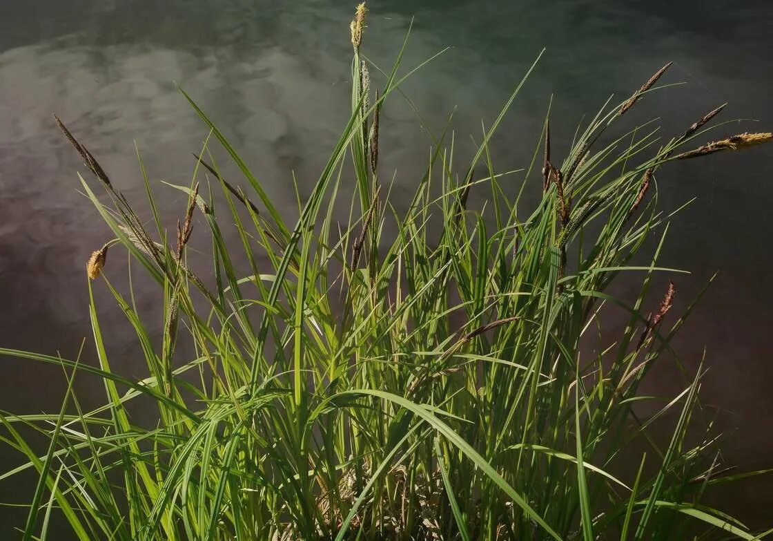 Осока острая (carex acuta). Осока гладконосая (carex leiorhyncha). Осоковые растения. Осока гладконосая. Осока весенняя carex caryophyllea.