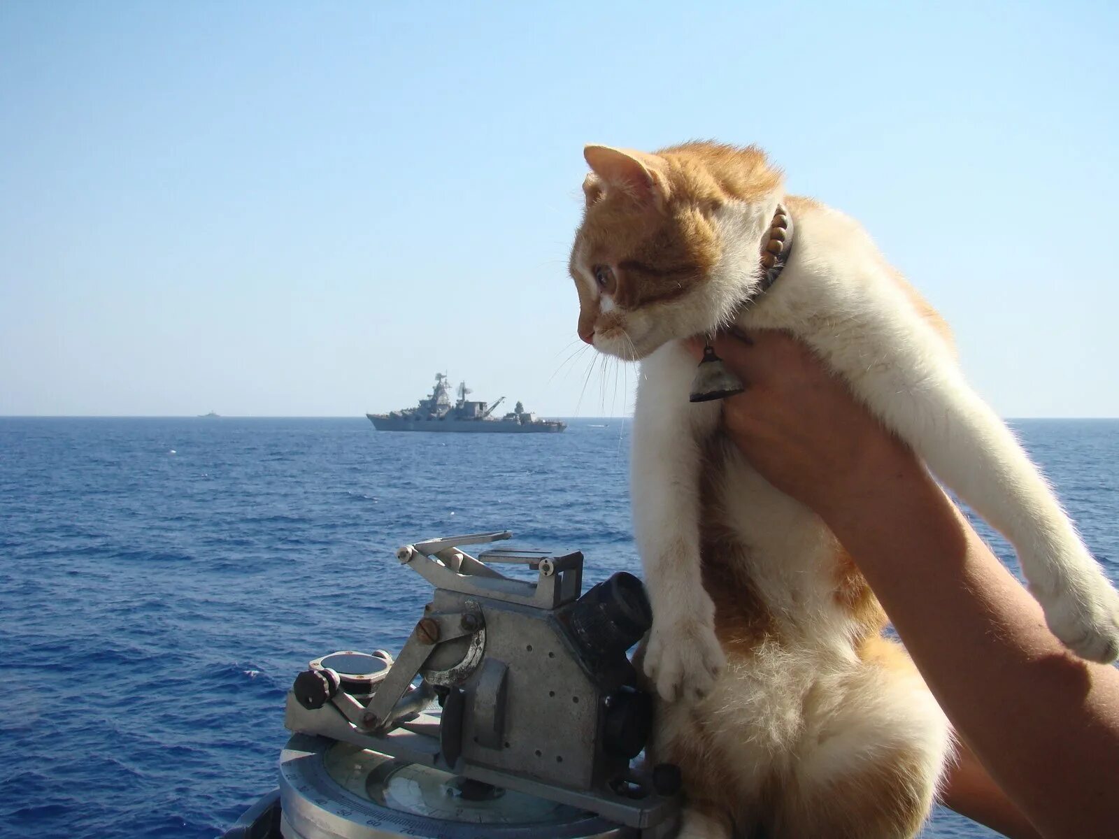 Корабельный кот. Кошка на корабле. Кот на подводной лодке.