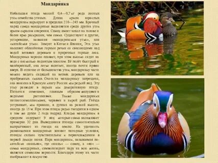 Утка мандаринка красная книга 4 класс