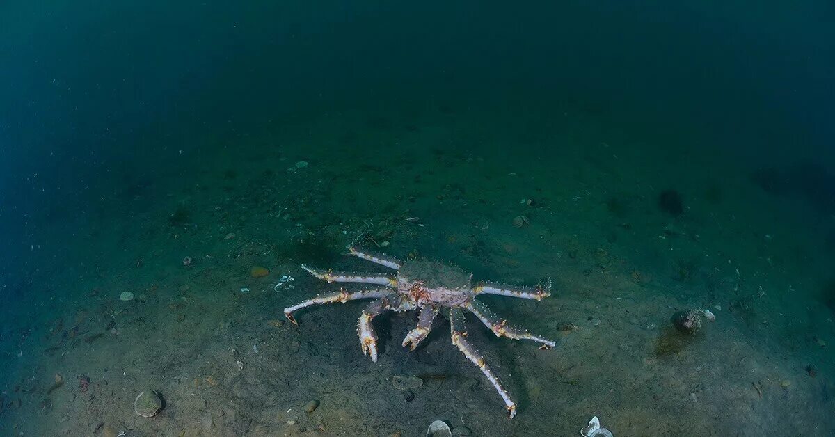 Камчатский краб в воде. Крабы в Баренцевом море. Камчатский краб в японском море. Краб морской Баренцево море. Краб Стригун в Баренцевом море.