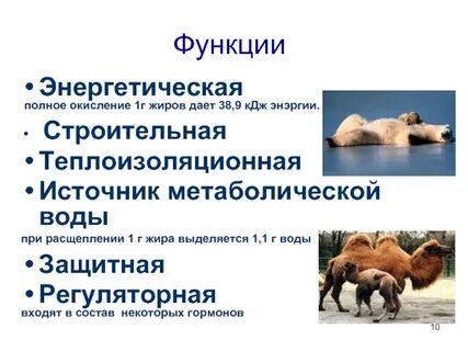 При полном расщеплении 1 г жира