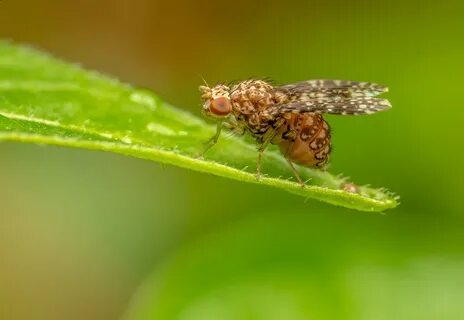 Macro 2