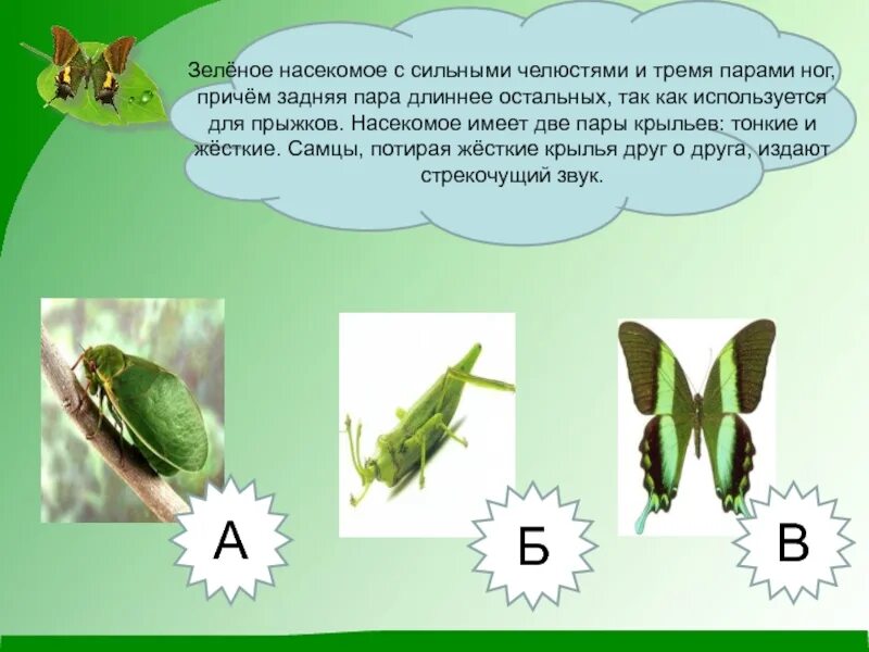 Три пары ног имеет насекомое. Зеленое насекомое с сильными челюстями и тремя парами ног. зеленое насекомое с тремя парами ног. зеленое насекомое с сильными челюстями. зеленое насекомое с сильными челюстями и длинными ногами.