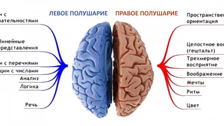 Какое полушарие головного мозга