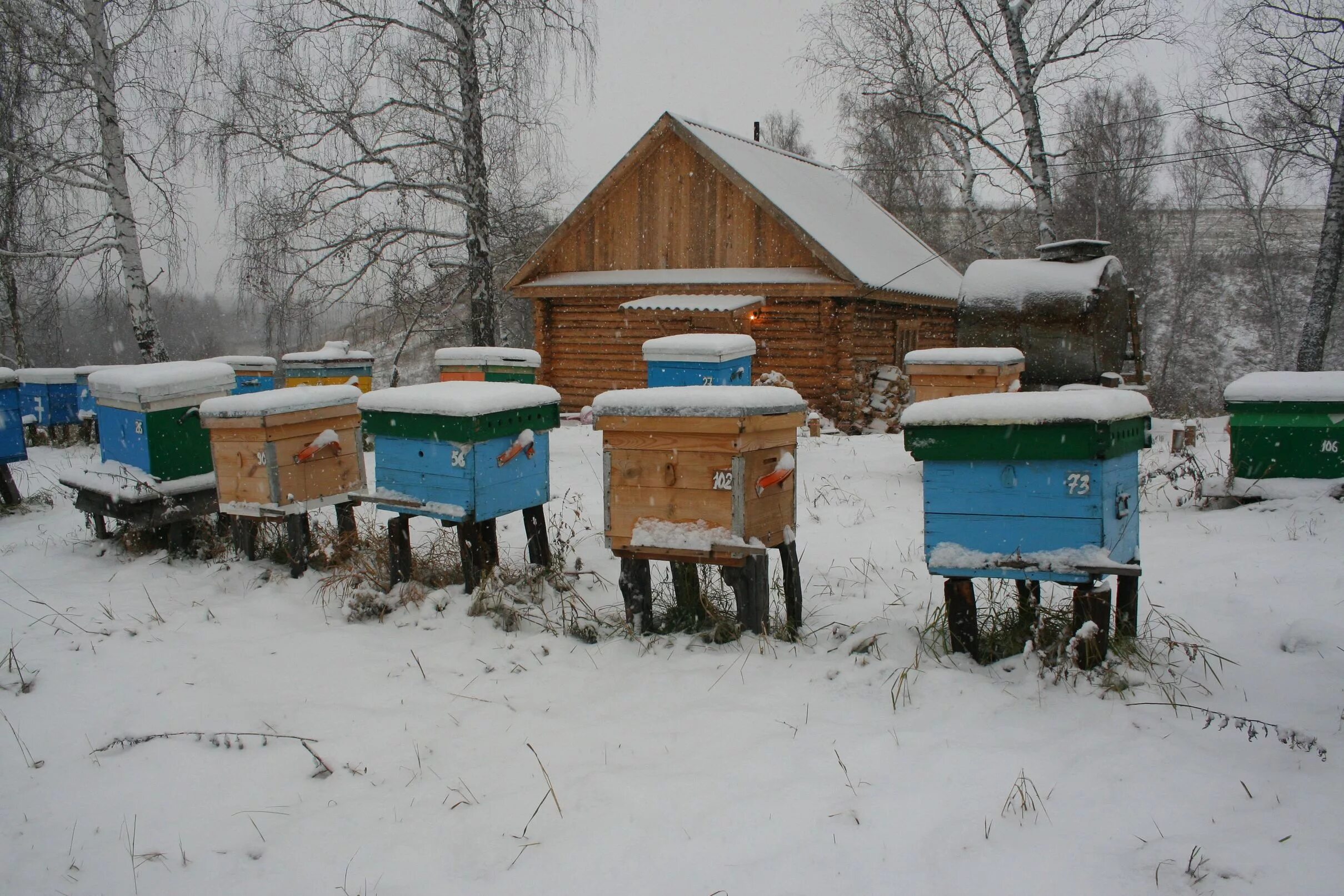 Пчелосемьи купить воронежская. Пасека зима. Пасечный домик в деревне. Пасека зимой в лесу. Пчелиная деревня.