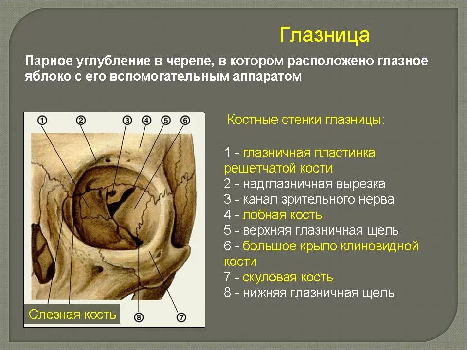 Содержимое глазницы. Медиальная стенка глазницы анатомия. верхняя глазничная щель на основании черепа. костные стенки глазницы анатомия. глазница стенки кости анатомия.