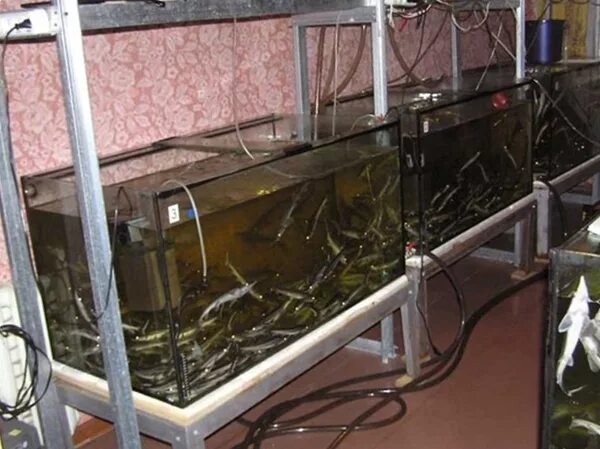Разведение в домашних условиях подробно. УЗВ аквариум. УЗВ для аквариумных рыб. УЗВ аквариум для рыбок. Оборудование для разведения стерляди.