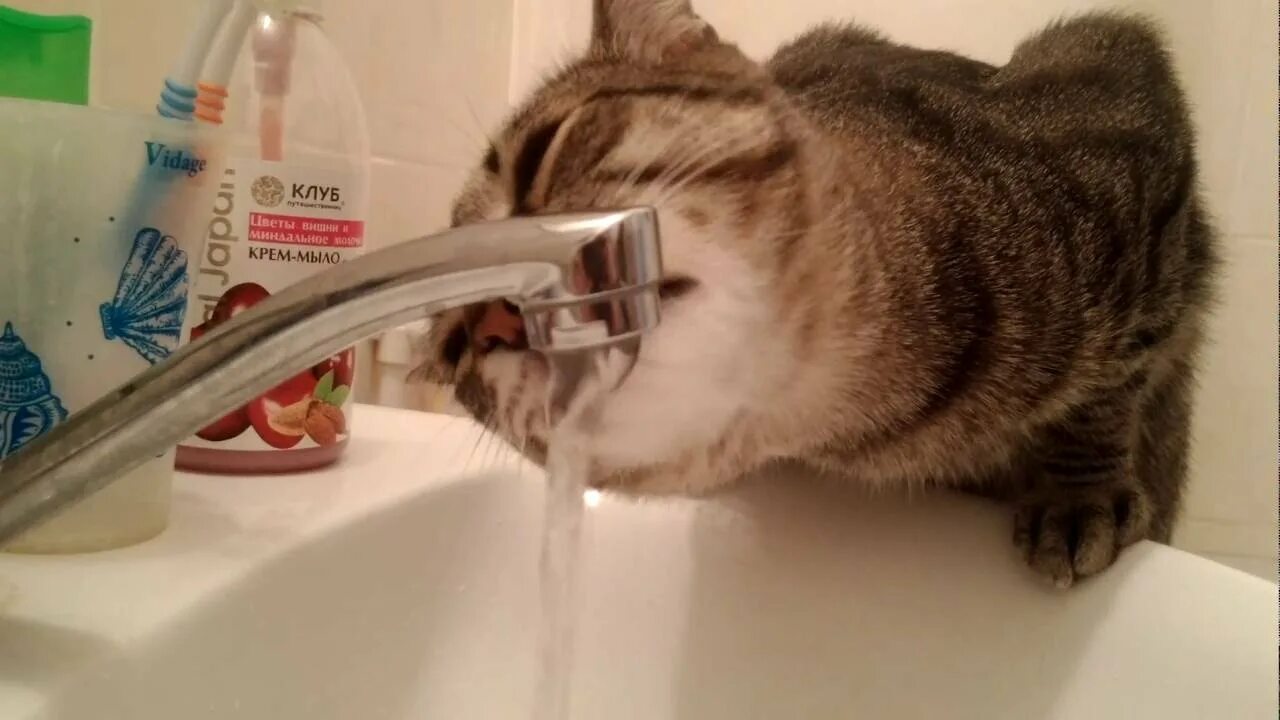 Сушняк 1. Кот сушняк. Кот в раковине. Вода сушняк. Смешной кот пьет воду.