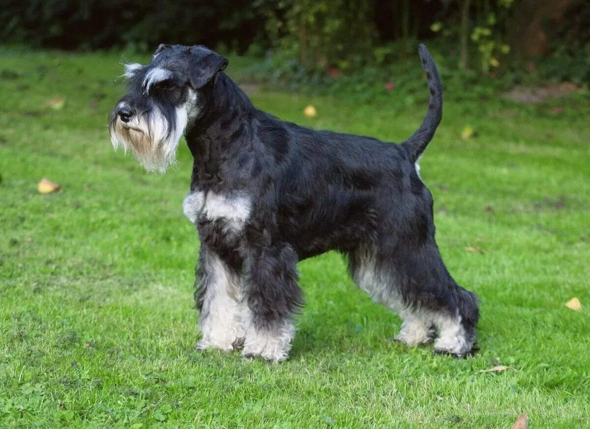 Цвергшнауцер карликовый шнауцер. Цвингер шнауцер. Шверцнаузер. Мандезунский штубер шнауцер. Шверцнаузер.
