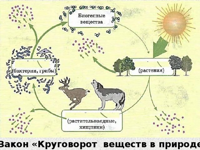 Дополни цепочку биологического круговорота. Модель демонстрирующая круговорот веществ в природе. Схема биологического круговорота веществ. Схема круговорота веществ 5 класс биология. Круговорот веществ в природе схема.