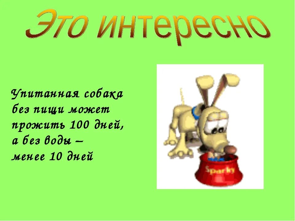 Человек прожил без пищи. Сколько дней собака может прожить без воды. Сколько собака может прожить без еды и воды. Сколько собака сможет прожить без воды. Сколько собака может без воды.