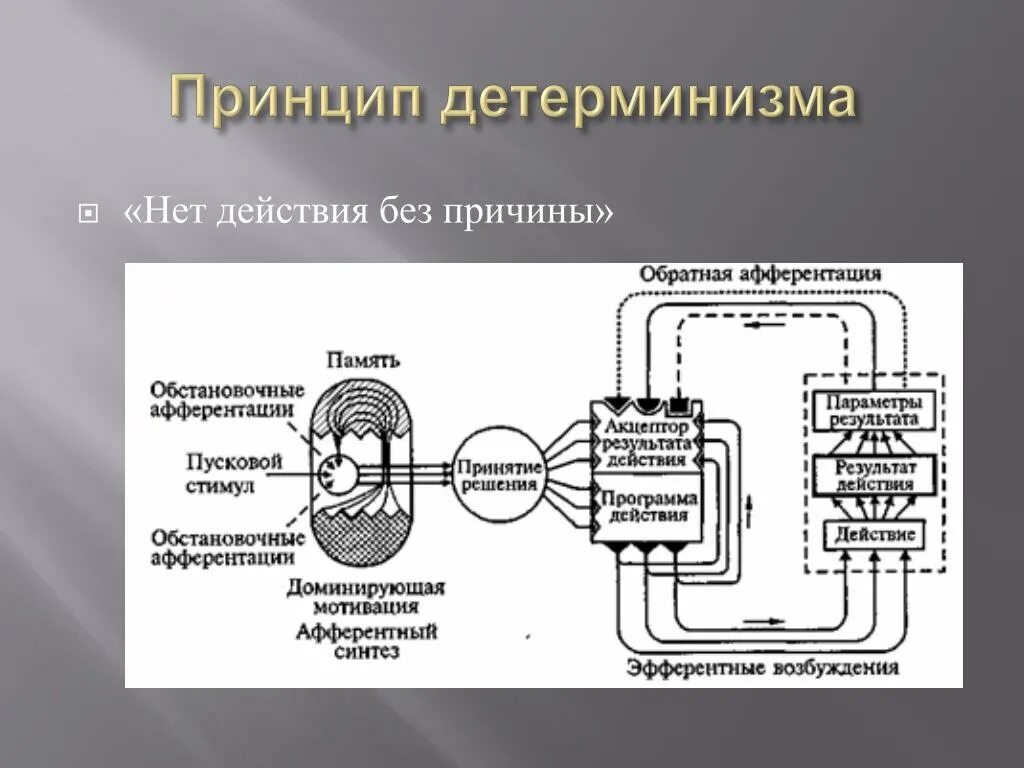 Принципы деятельности мозга. Концепция функциональных систем п.к Анохина. Функциональная система Анохина физиология. Схема деятельности функциональных систем организма. Системный подход в физиологии теория функциональных систем.