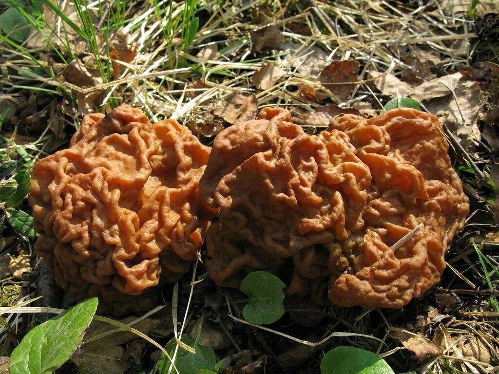 Гриб строчок обыкновенный. Строчок гигантский — Gyromitra Gigas.. Сморчки грибы. Гриб сморчок обыкновенный.