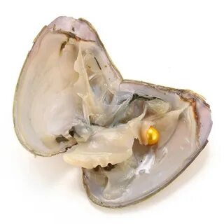 Pearl oysters