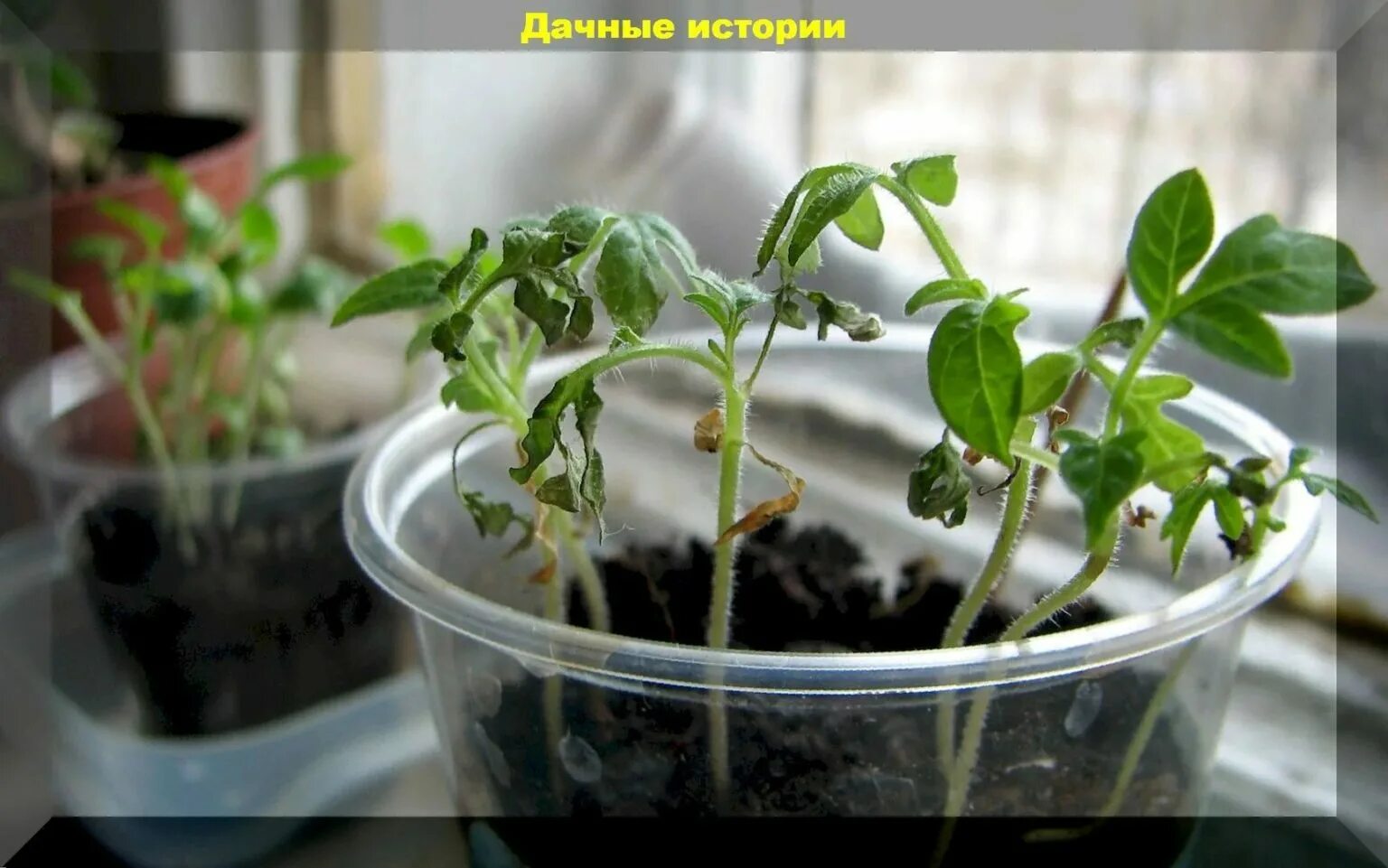 Рассада томатов опадают листочки. Рассада томатов сбрасывает листья. томаты сбрасывают листья. рассада остановилась в росте причины. у рассады перца нет точки роста.