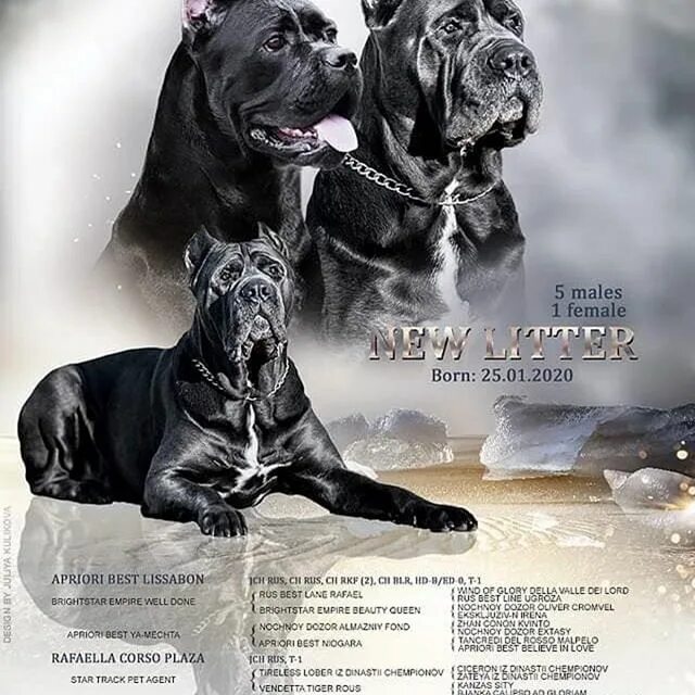 5604819 ркф кане корсо. кане корсо ркф. кане корсо ркф. кане корсо сила. Rkf "6100350" кане корсо.