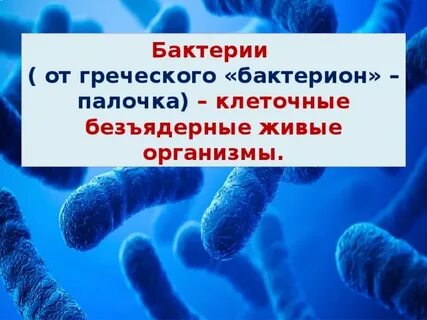 Бактерии относятся к безъядерным организмам или